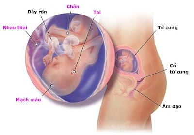 Thai nhi 18 tuần tuổi: những điều cần biết và lời khuyên cho mẹ