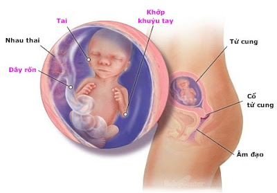 Thai nhi 17 tuần tuổi: những điều cần biết và lời khuyên cho mẹ