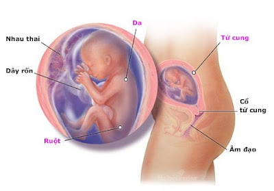 Thai nhi 20 tuần tuổi: Thông tin cần thiết cho mẹ